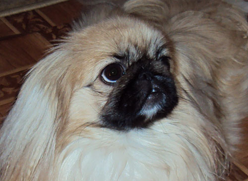Lulu