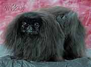 CHIKORITO BLACK CINSKY DEMANT 