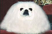 KISCI SNOW CRYSTAL